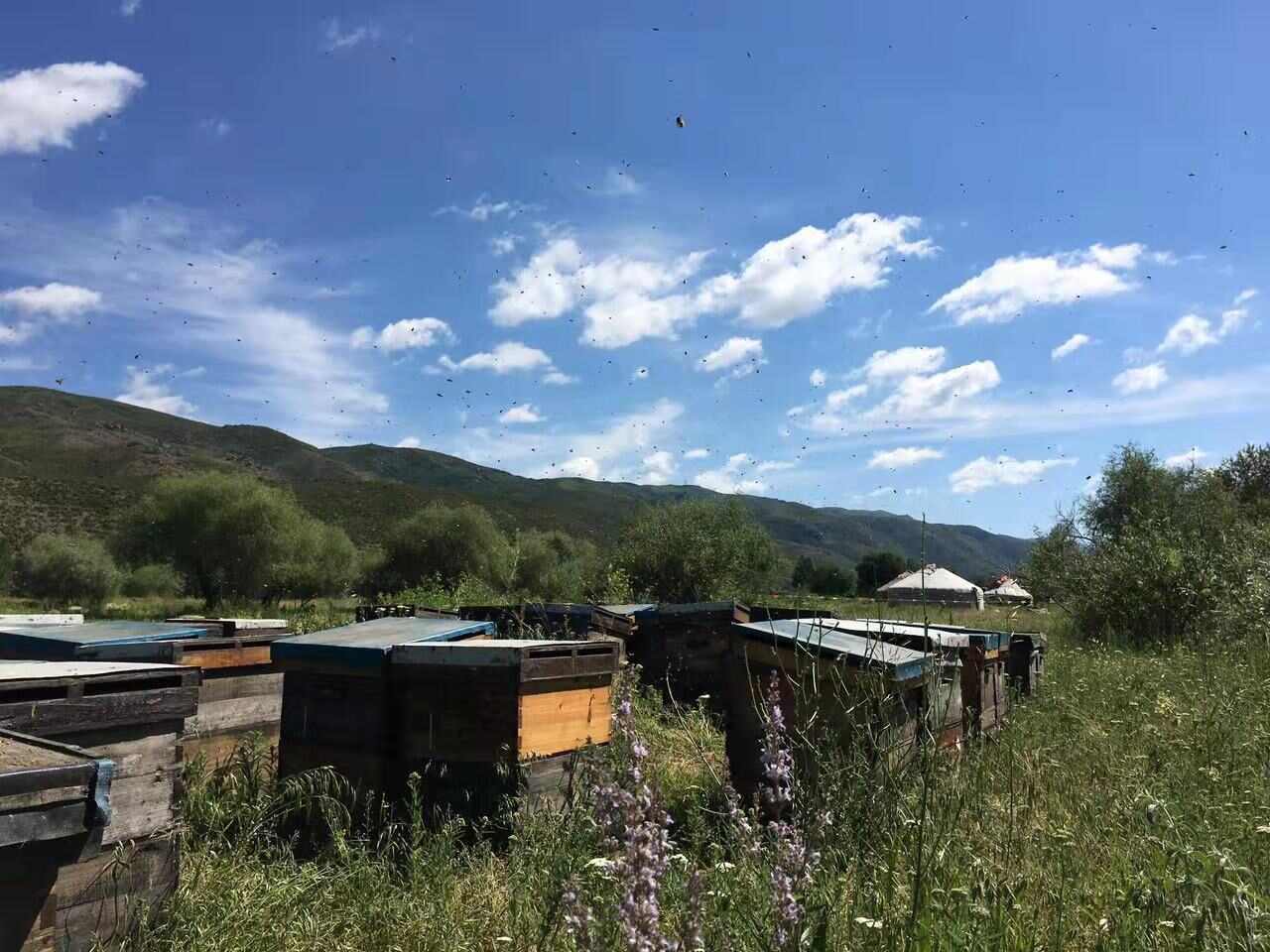 新疆黑枸杞蜂蜜 沙棘雪蜜，蜂巢蜜 大量批发 正规包装可进市场