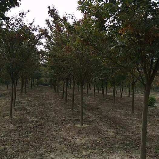 长沙县榉树