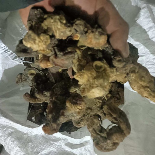 宜昌黄精