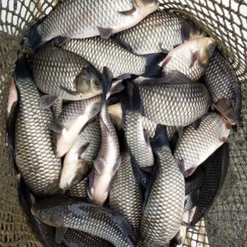 鯽魚(yú)苗。