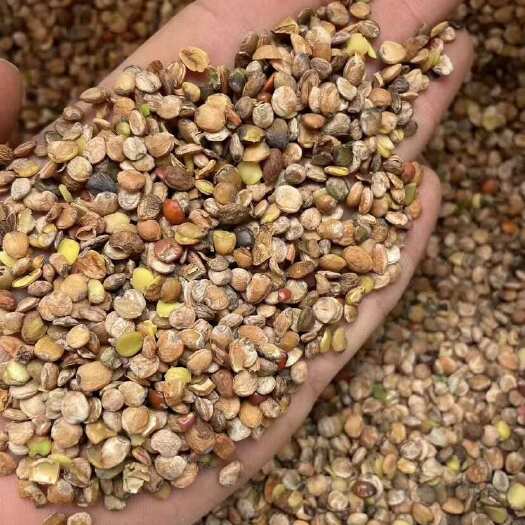 赞皇县酸枣仁下脚料全系 货源充足