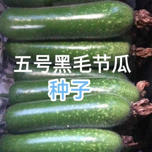 广州原装15克五号黑毛节瓜种子广东省农科院育成毛抗病节瓜