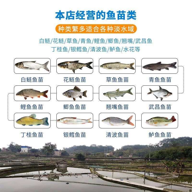 鯽魚(yú)苗。