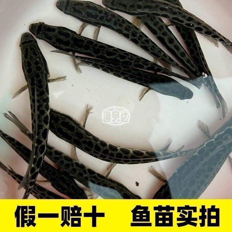 黑鱼苗。