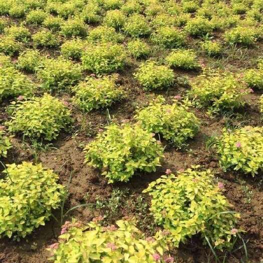 长沙县金山绣线菊