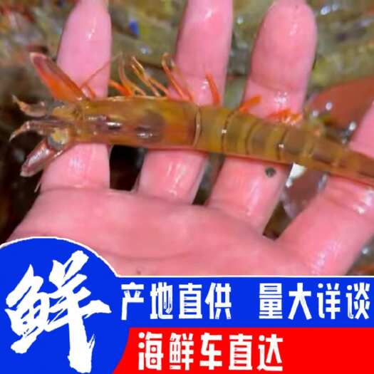 【现捕鲜活】基围虾，花虾，节竹虾，车虾