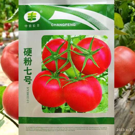 沭阳县中农长丰硬粉七号番茄种子耐热抗病坐果性强西红柿种子
