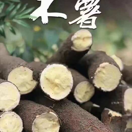 南宁黄心木薯