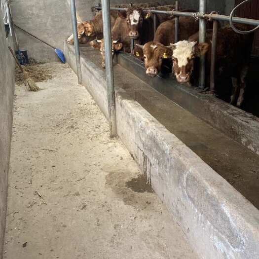 隆德县西门塔尔肉牛，育肥牛，每头基本在1400斤以上