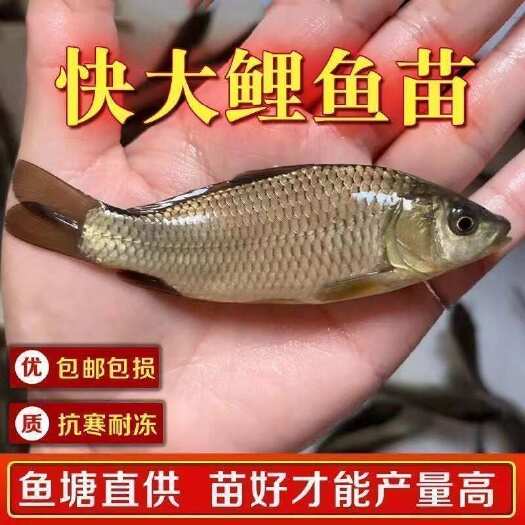 南宁鲤鱼苗