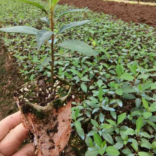 永福县改良高产山胡椒，木姜子杯苗