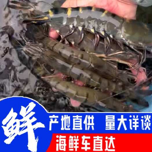 【现捕鲜活】斑节虾，九节虾，黑虎虾，金刚虾