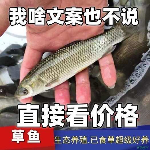 南宁草鱼苗。