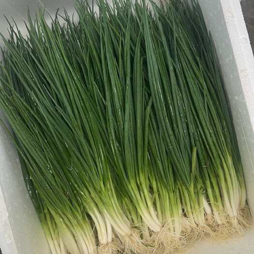 鲁甸县昭通航禾农业香葱种植基（A 货水洗黑葱、体杆白葱、铁杆红葱。