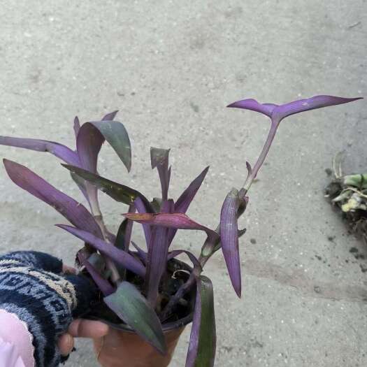 嘉善县鸭趾草