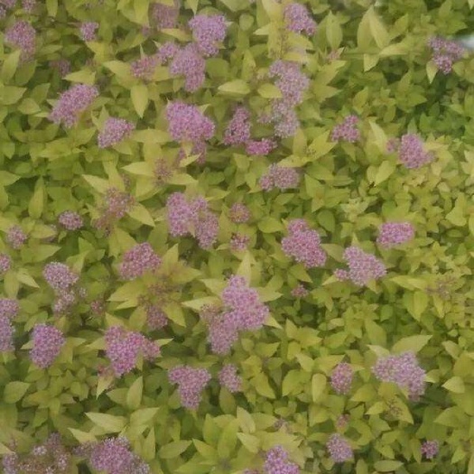 长沙县金焰绣线菊