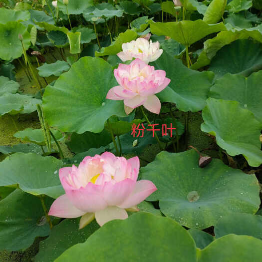 安新县精品荷花四十个品种，欢迎订购
