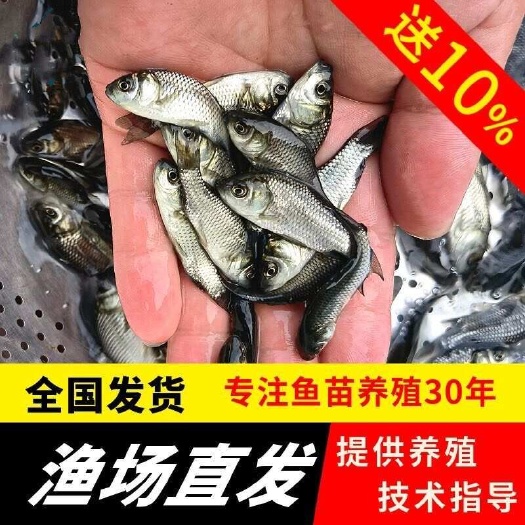 南宁鲫鱼苗。
