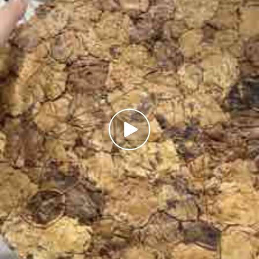 诸城市核桃粕  核桃饼   压完即卖  量大从优