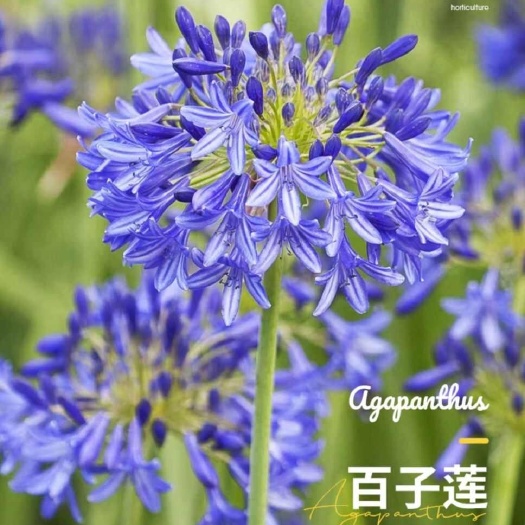 苏州百子莲花卉盆栽四季开花水培植物室内室外耐寒土培花卉市场花大全