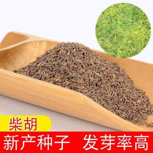 柴胡种子，黑柴胡种子，红柴胡种子