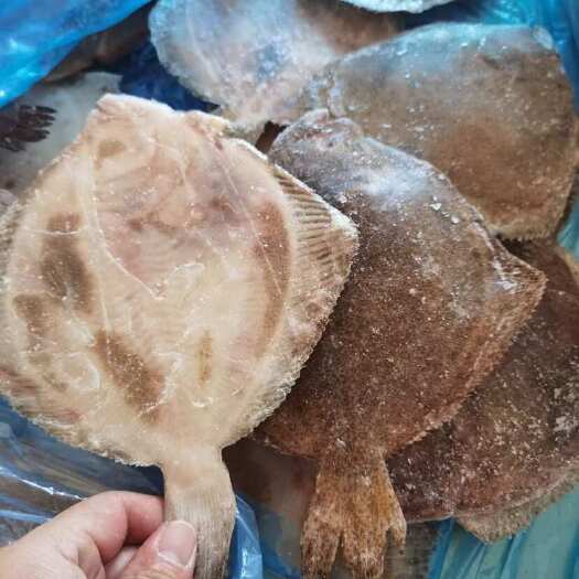 连云港新鲜冷冻多宝鱼活冻海鲜水产大菱鲆比目鱼冷冻多宝鱼