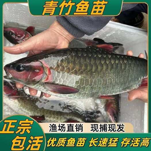 南宁青竹鱼苗