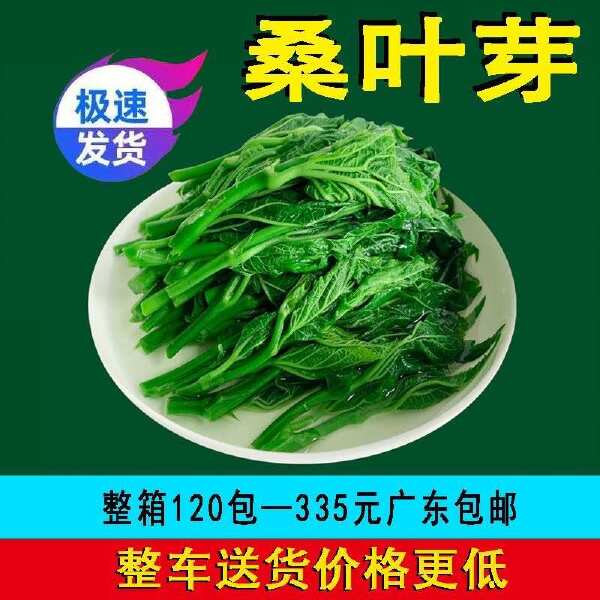 桑叶菜120包新鲜桑芽菜上汤桑芽嫩尖酒店饭店餐饮半成品特色菜