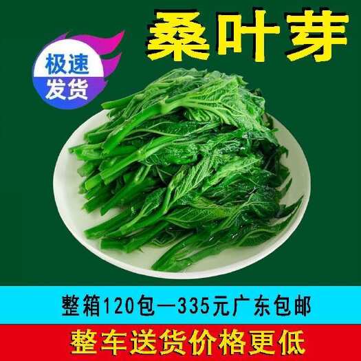 桑叶菜120包新鲜桑芽菜上汤桑芽嫩尖酒店饭店餐饮半成品特色菜