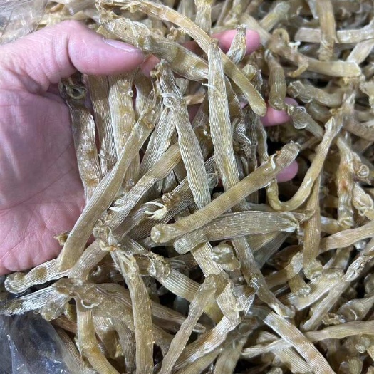 湛江湛江沙虫干300多头