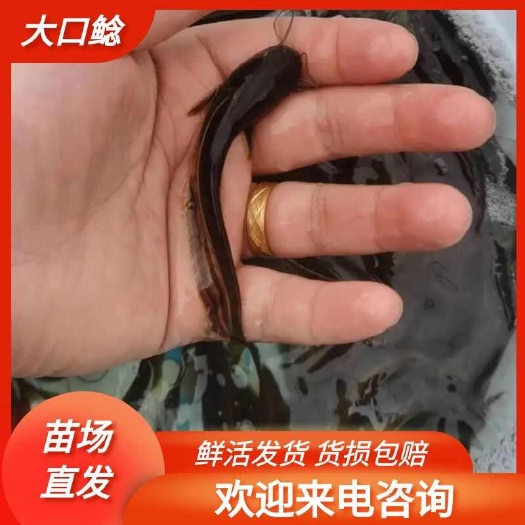 重庆市大口鲶鱼苗，基地孵化，无病无伤，抗病生长快，存活率高规模养殖