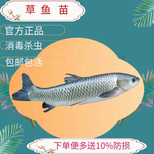 广州草鱼苗鲩鱼苗淡水白鲩鱼苗