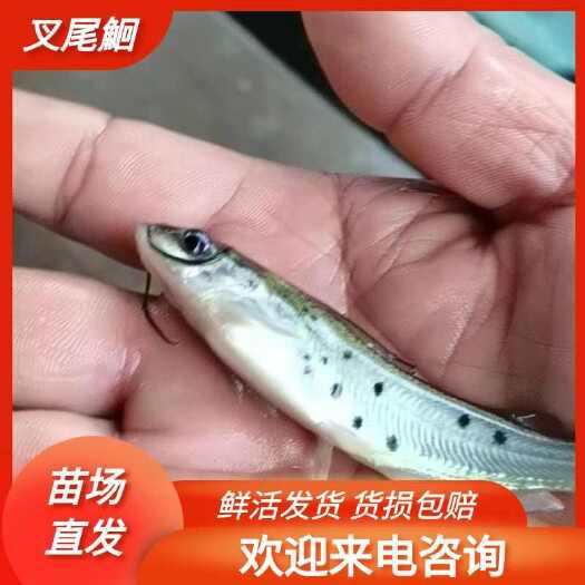 重庆市叉尾鮰鱼苗，基地孵化，无病无伤，抗病生长快，存活率高规模养殖