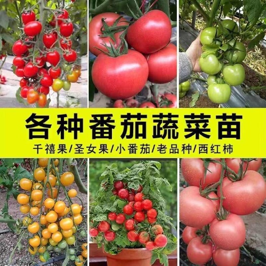  大红番茄苗