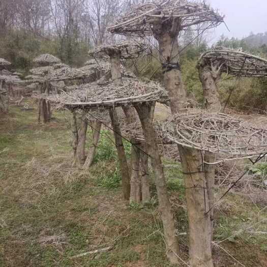 对节白蜡树桩~~是园艺界的树种  造型美观大方