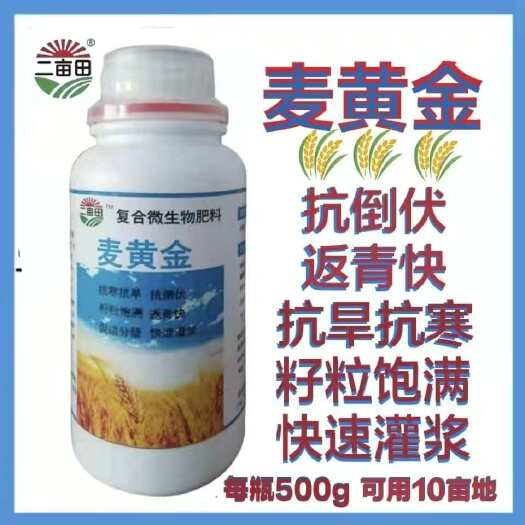 邯郸麦黄金小麦专用反青快抗倒伏调节生长籽粒饱满增产增收