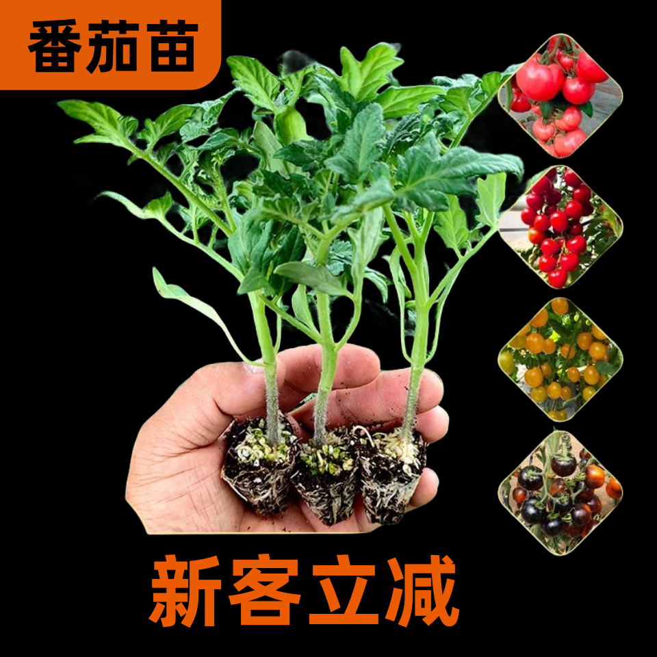 大红番茄苗