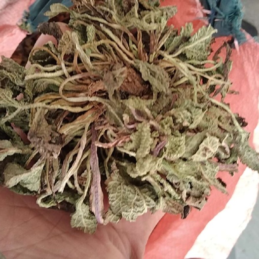光山县荔枝草 蛤蟆草 蛤蟆草 大别山特产批发零售水洗干