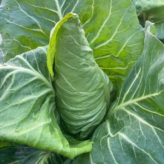 启东市大棚精品牛心菜