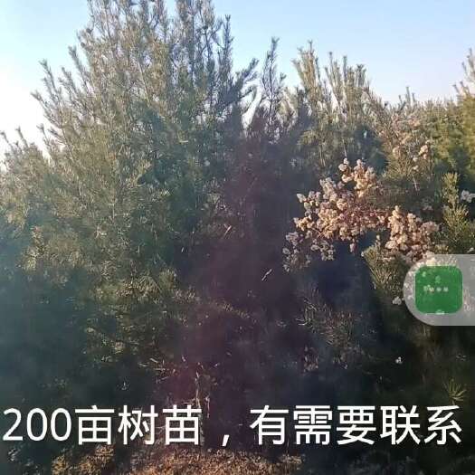 渭南批发白皮松2000慕