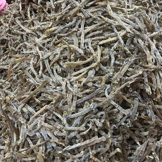 湛江黑沙虫干300多头