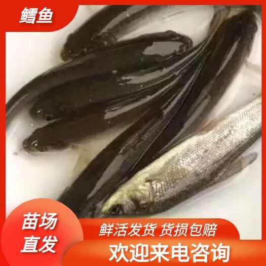 重庆市银鳕鱼苗，基地孵化，无病无伤，抗病生长快，存活率高，规模养殖
