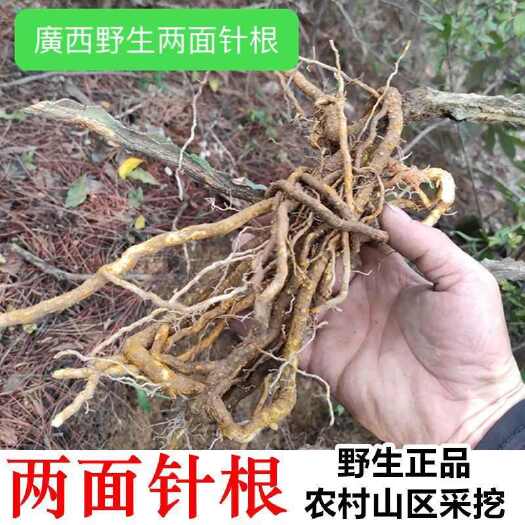 容县供两面针，纯根部，生鲜货（快递包邮）
