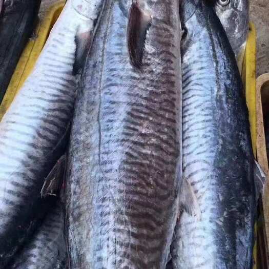海口马鲛鱼（康式马鲛鱼）
