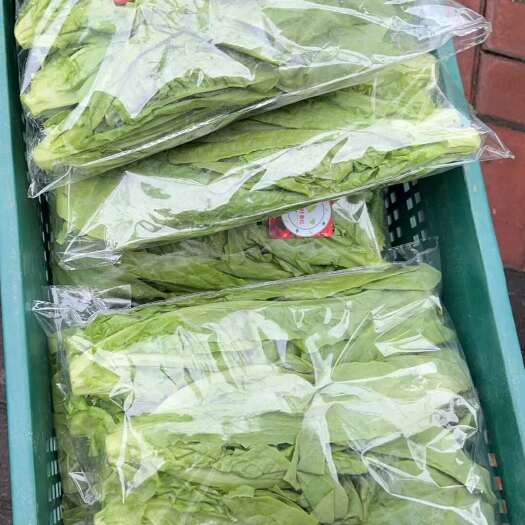 上海油麦菜