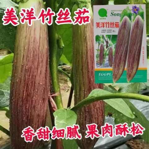 美洋竹丝茄种子糯米茄子种子花长茄种子绿茄子四季原装种籽耐高温
