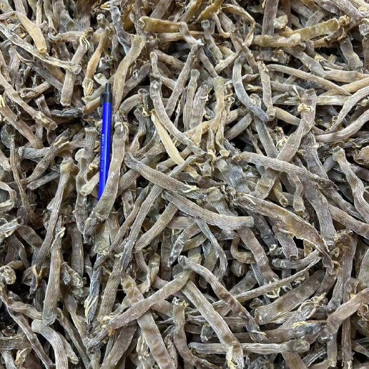 湛江湛江灰沙虫干200多头