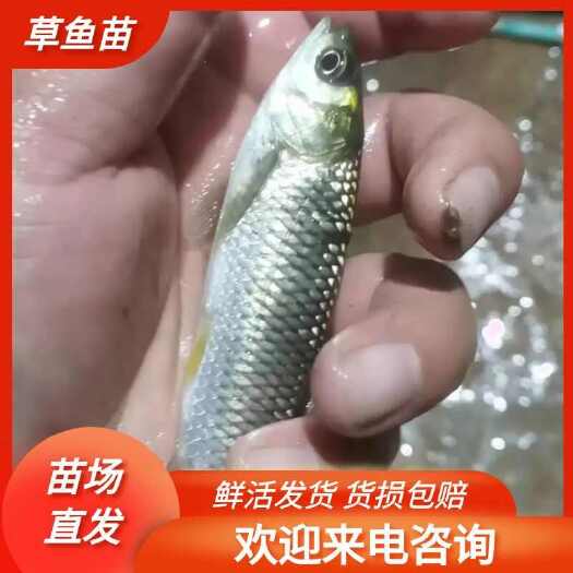 重庆市草鱼苗，基地孵化，无病无伤，抗病生长快，存活率高，规模养殖