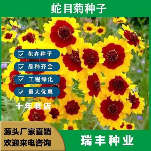 沭阳县蛇目菊种子庭院室外花种籽子四季播种开花易活阳台景观绿化盆栽