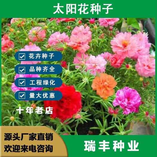 重瓣太阳花种子太阳花种子 四季开花易活室内外阳台庭院花园花籽